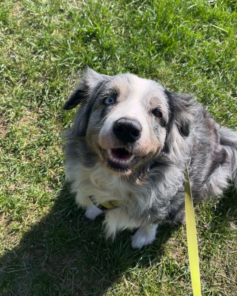 Beverly, Hund der Familie Mateyka